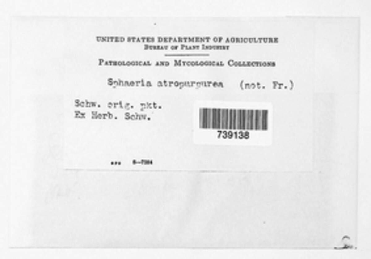 Nemania atropurpurea image